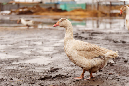 Geese standing in a row next to each other on a farm.の写真素材