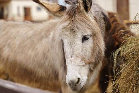 Donkey standing together on a mound of golden hay, munching on the nutritious feed.の写真素材