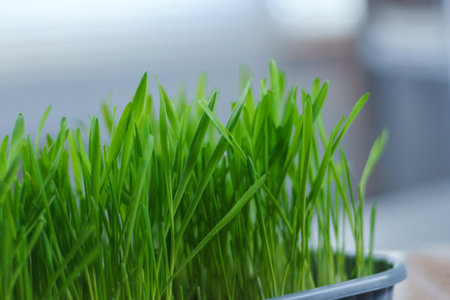 Bags filled with fresh grass, possibly for cats or growing microgreens, are placed side by side.
