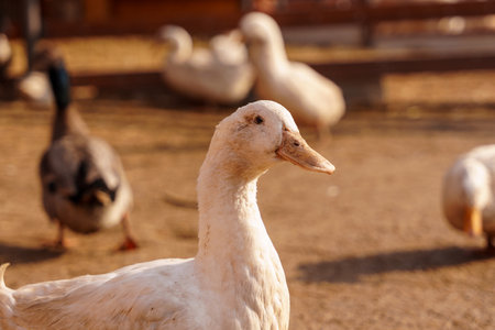Ducks are standing on farm, their feathers blending with the earth as they explore the ground with their beaks.の写真素材