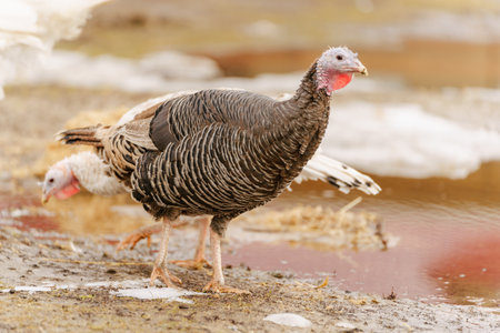 Rural countryside landscape with broad breasted domestic turkey.の写真素材