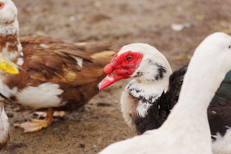 Muscovy duck is captured up close, displaying its unique plumage and detail in a farm setting.の写真素材