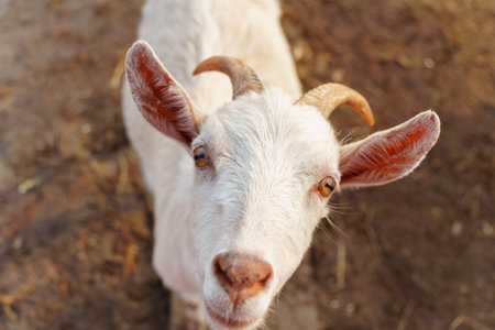 Goats gracefully making their way across a muddy field on farm.の写真素材