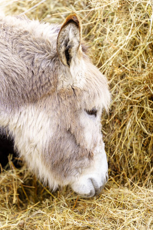 Donkey feeds on hay, showcasing its strength and elegance in the peaceful setting.の写真素材