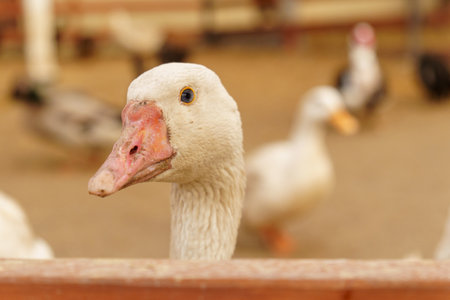 Geese across the dusty ground of a charming farmstead. Selective focus.