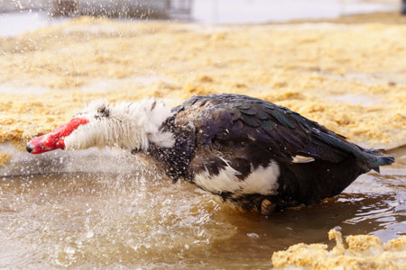 Musky black and white duck on a farm, showing its unique coloring in a rural setting.の写真素材