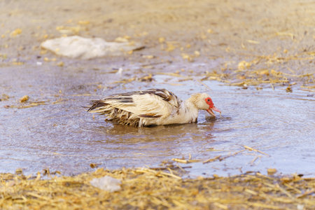 Muscovy duck with a striking red beak, showing its unique and vibrant feature in a farm setting.の写真素材