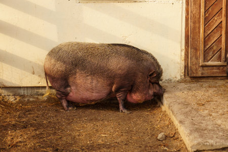 Pig lounging atop a mound of hay in a farm setting. Selective focusの写真素材