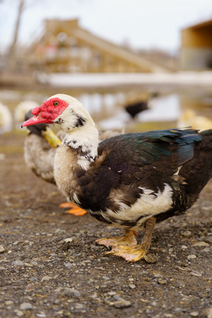 Muscovy duck with a striking red beak, showing its unique and vibrant feature in a farm setting....