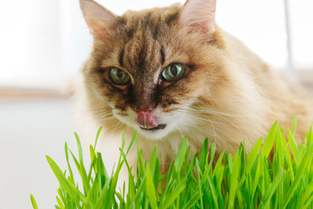 Cat is seen up close in the grass, munching on blades of green grass in a natural outdoor environment.の写真素材