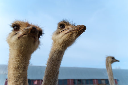 Ostriches stand close up, their long necks gracefully teaching towards the sky.の写真素材
