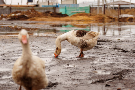 Geese flock strolling around a pen in a serene farm setting, harmonious scene.