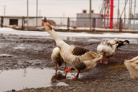 Group of geese stand in a row, side by side, on a farm. They are sleek, with feathers glistening in the sun.の写真素材