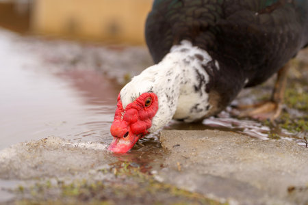 Muscovy duck, with distinctive black and white plumage, stands gracefully beside a tranquil body of water on a farm.の写真素材