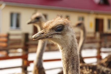 Ostriches with long necks and large eyes are standing peacefully side by side in a pen on farm