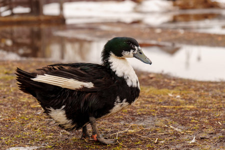 Ducks meander through a dusty field, their webbed feet leaving tiny imprints on the earth.の写真素材