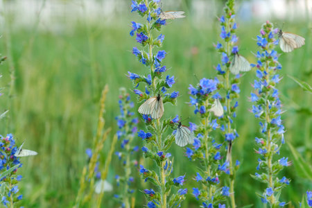 Close-up white butterflies fluttering and resting on vibrant blue flowers.の写真素材