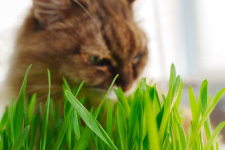 Cat eat fresh Grass Indoors, possibly as a way to aid its digestion. Selective focusの写真素材