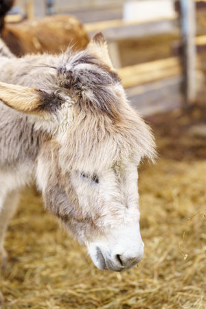 Donkey standing together on a mound of golden hay, munching on the nutritious feed.の写真素材