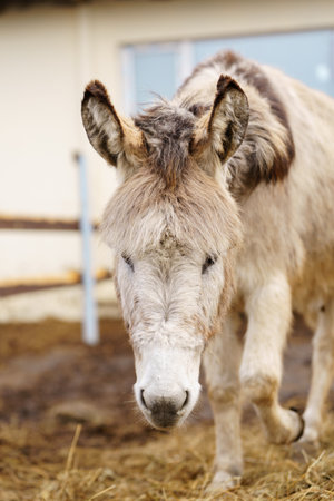 Donkey feeds on hay, showcasing its strength and elegance in the peaceful setting.の写真素材