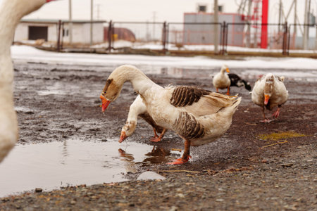 Geese standing on top of a muddy field in a rural farm setting.の写真素材