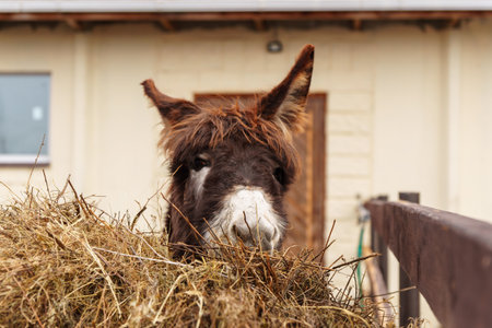 Donkey gracefully enjoying a meal of hay from a large pile in a rustic setting.の写真素材