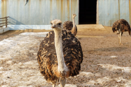 Ostriches with long necks and large eyes are standing peacefully side by side in a pen on farmの写真素材