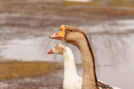 Geese standing in a row next to each other on a farm. Selective focusの写真素材