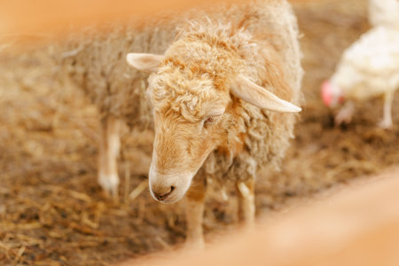 Sheep is standing proudly on a vast dry grass field in a farm setting