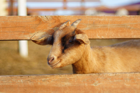 Farm with playful goats enjoying the warm sun and fresh hay in a cozy barnyard settingの写真素材