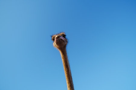 An ostrich is prominently displayed as it explores its surroundings.の写真素材
