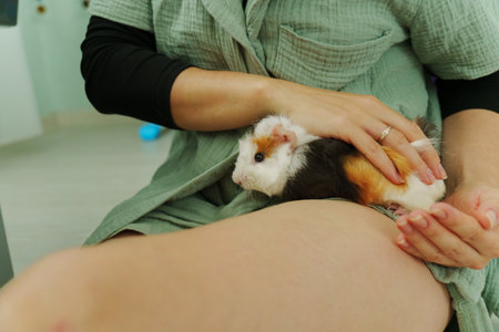 Lively guinea pig rests on a hand, its soft fur showcasing vibrant patches, a nurturing homeの写真素材