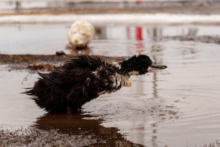 Ducks are gracefully standing side by side, showing off their vibrant feathers and tranquil demeanor.の写真素材