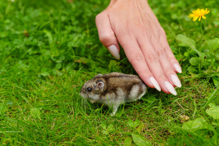 A curious small mammal explores a vibrant green meadow filled with wildflowers during a sunny afternoon in springの写真素材