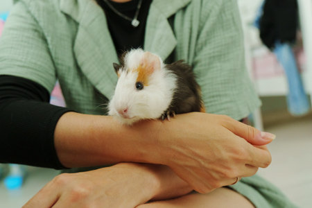 Friendly guinea pig enjoys a lazy afternoon in a warm home environment