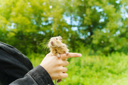 A curious squirrel explores the cozy lap of its owner on a sunny afternoon in a vibrant gardenの写真素材