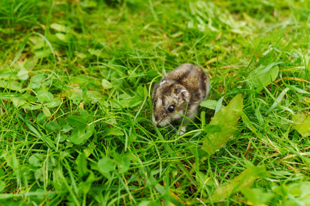 A tiny hamster cautiously navigates through a lush meadow adorned with bright green grassの写真素材