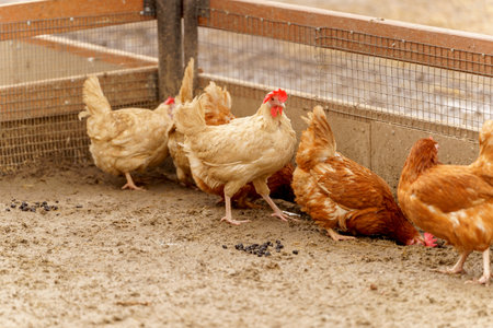 Group of chickens standing in a row, each pecking at the ground.