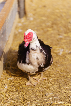 Muscovy duck is captured up close, displaying its unique plumage and detail in a farm setting. Vertical photoの写真素材