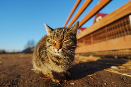 Cat curiously strolls on a sunlit dirt path, capturing a serene rural moment.の写真素材