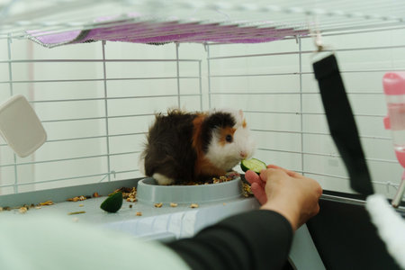 A playful guinea pig eagerly reaches for a slice of fresh cucumber during a delightful afternoonの写真素材