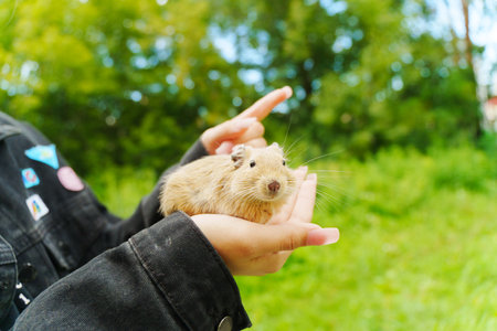 A curious animal gently on a hand during a sunny afternoon in the gardenの写真素材