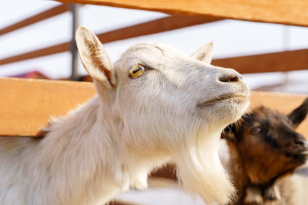 Small white goat explores barnyard on a sunny spring day near a farmの写真素材