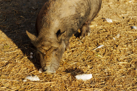 A playful pig rummages through dry straw and dirt looking for tasty treats under the warm sun.の写真素材