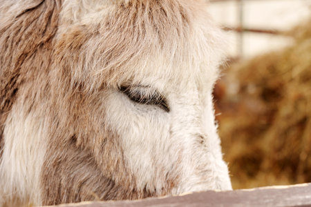 A donkey slowly walks through straw in a barnyard while other animals rest nearby