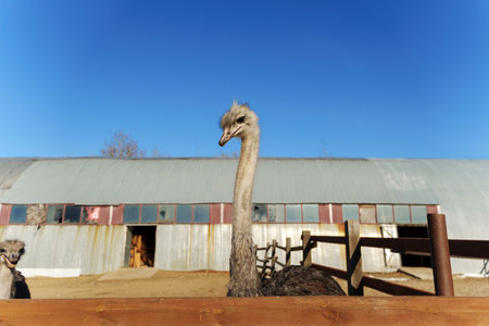 A curious ostrich gazes towards the observer from behind wooden fencing at a farm
