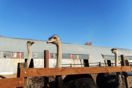 Ostriches stand prominently behind a fence in a farmyard under a bright blue sky.