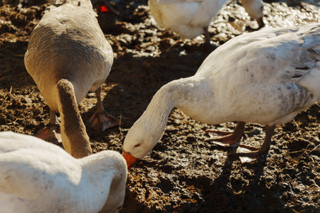 A group of geese explores the vibrant farmyard, pecking at the ground in search of food under the warm midday sun.の写真素材