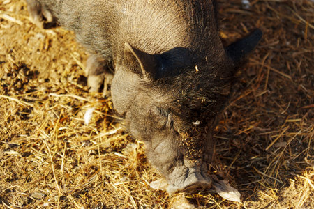 Curious pig explores a sunlit farmyard, digging through golden earth and discovering hidden...