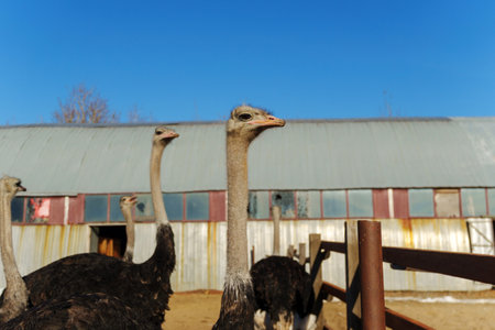 Two ostriches stand close together on a farm, looking around curiously.の写真素材